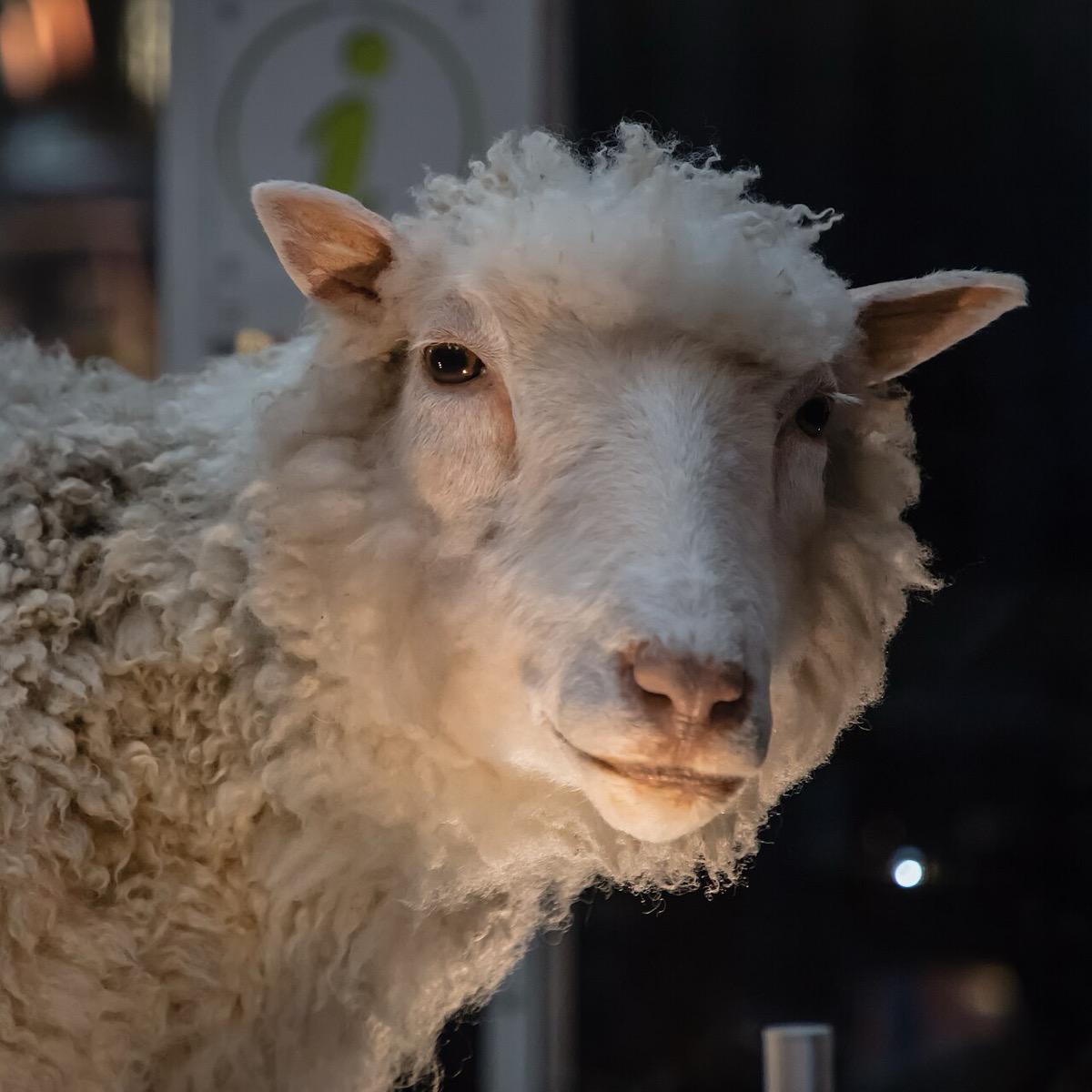 The taxidermied body of Dolly the Sheep on display at the National Museum of Scotland, her woolly head lit against a dark background