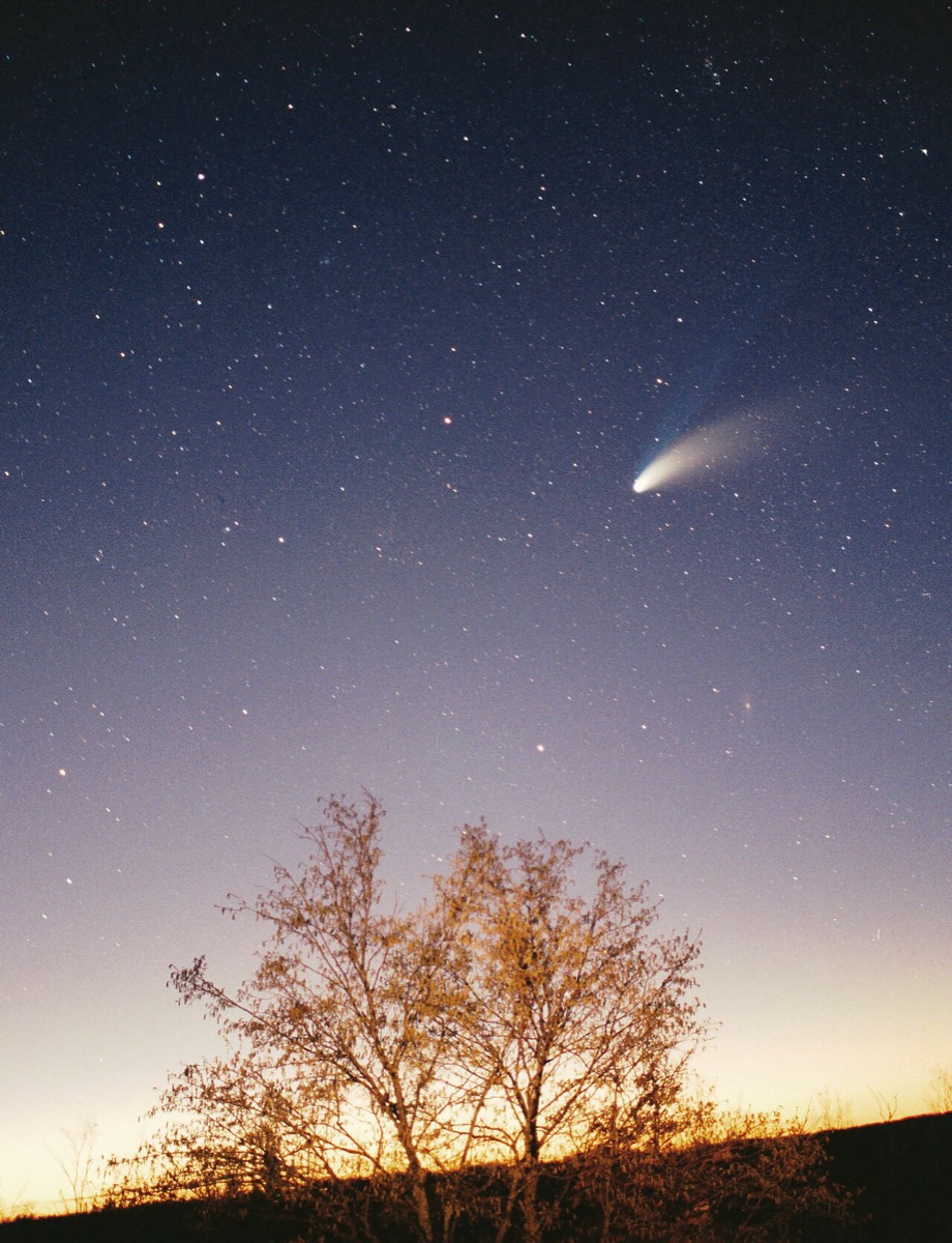 Comet Hale-Bopp in the night sky in March 1997, its blue ion tail and white dust tail streaming above a bare tree at twilight