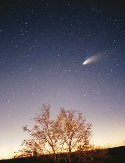 Comet Hale-Bopp in the night sky in March 1997, its blue ion tail and white dust tail streaming above a bare tree at twilight
